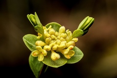 Pimelea flava