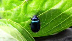 Oreina caerulea