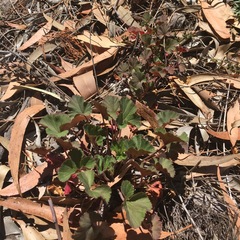 Pelargonium australe