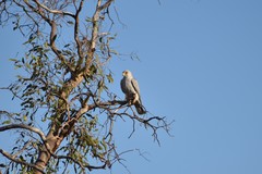 Falco hypoleucos