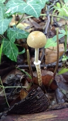 Leratiomyces squamosus thraustus