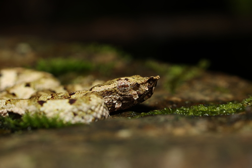 Borneo Pit Viper