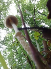 Leratiomyces squamosus thraustus