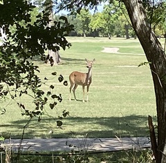 Odocoileus virginianus