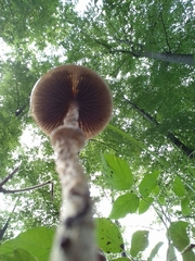 Leratiomyces squamosus thraustus