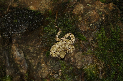 Borneo Pit Viper
