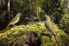 Ptilonorhynchus violaceus