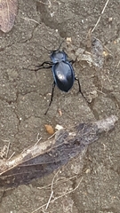 Carabus finitimus