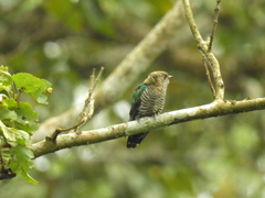 Chrysococcyx maculatus