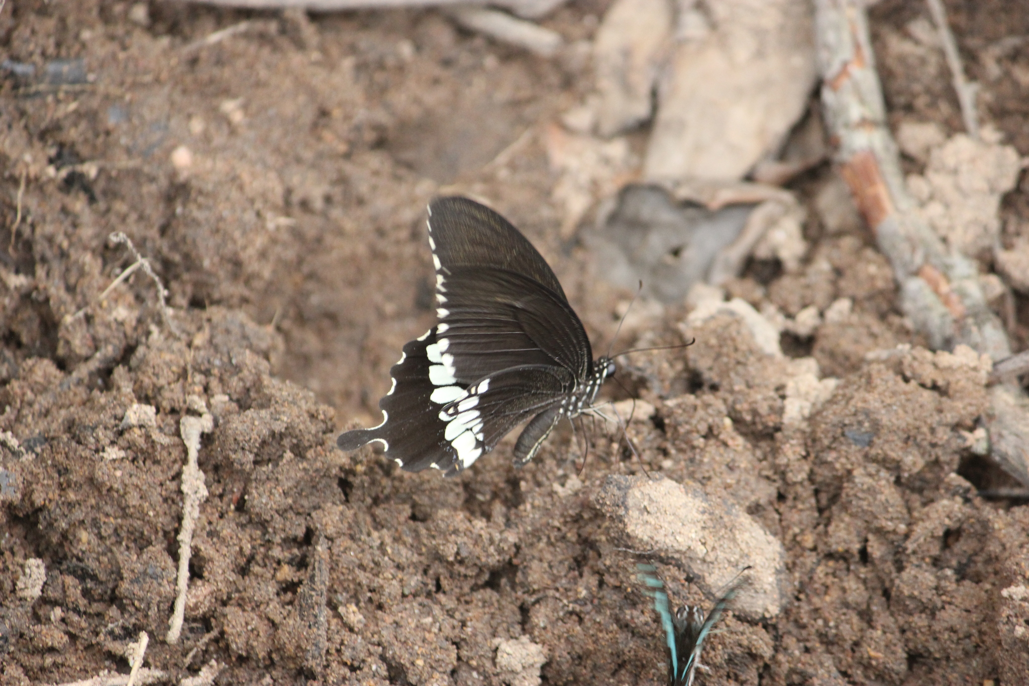 Common Mormon