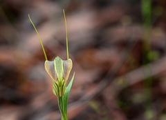 Pterostylis grandiflora