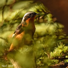 Phoenicurus moussieri