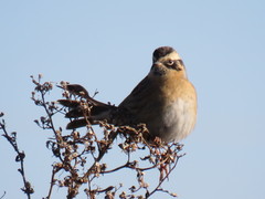 Prunella atrogularis