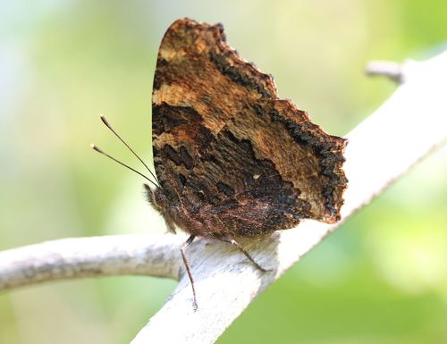 Large Tortoiseshell