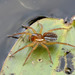 Pirate Wolf Spiders and Allies - Photo (c) Mike Kerry, some rights reserved (CC BY-NC), uploaded by Mike Kerry