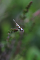 Argyresthia brockeella