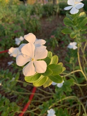 Catharanthus roseus image