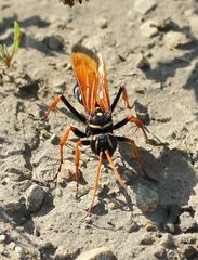 Parabatozonus lacerticida