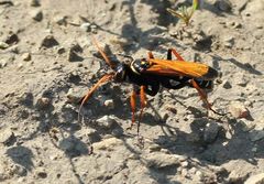 Parabatozonus lacerticida