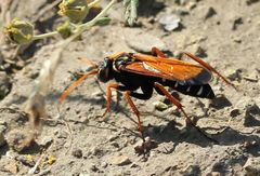 Parabatozonus lacerticida