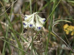 Delphinium szowitsianum