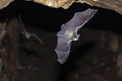 Rhinolophus megaphyllus