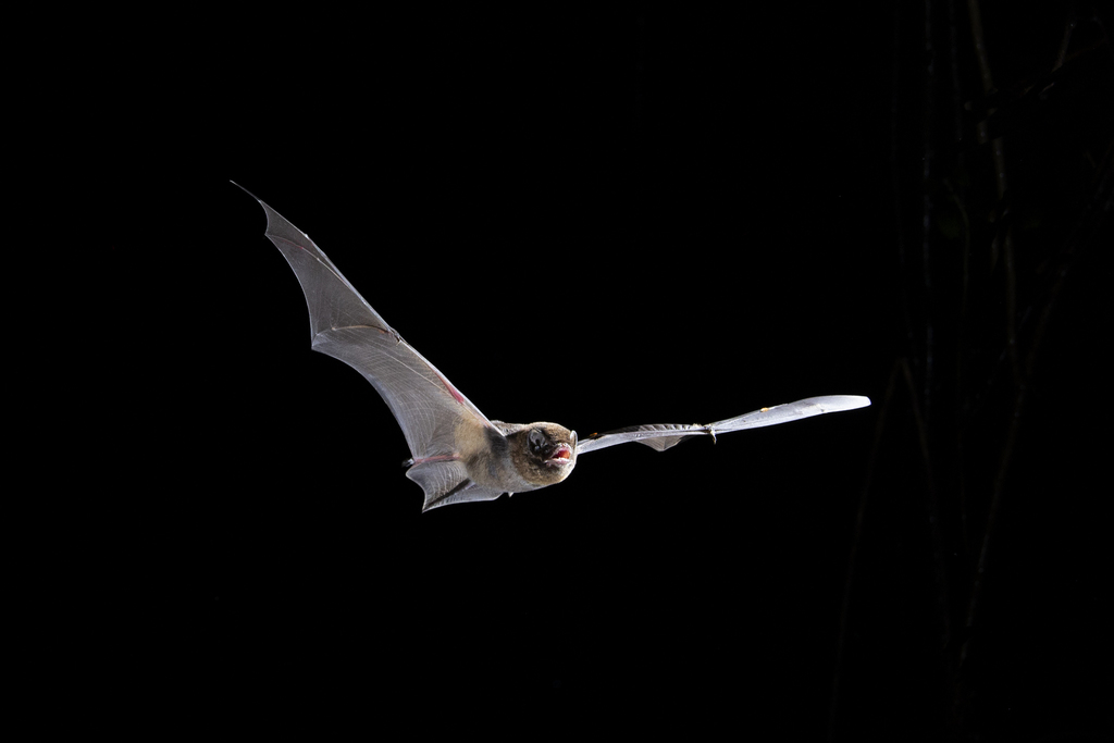 Australian Long-Fingered Bat