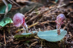 Corybas aconitiflorus