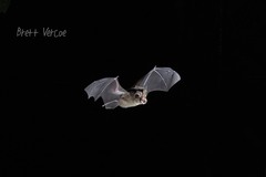 Rhinolophus megaphyllus