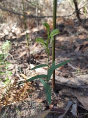Pterostylis macilenta