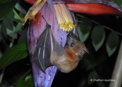 Cynopterus sphinx