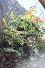 Davallia solida pyxidata
