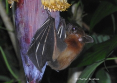Cynopterus sphinx