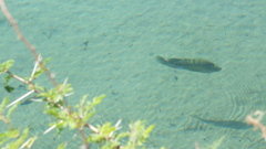 Herichthys minckleyi