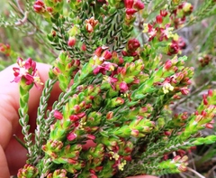 Passerina rubra