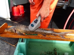 Acipenser fulvescens