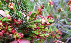 Passerina rubra