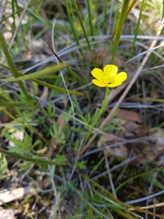 Ranunculus robertsonii