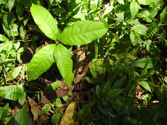 Vatica lanceaefolia