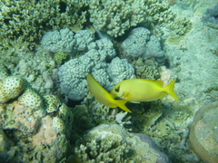 Siganus corallinus