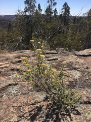 Ozothamnus obcordatus