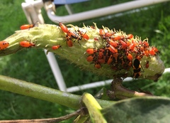 Oncopeltus fasciatus