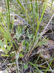 Ranunculus robertsonii