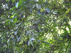 Turpinia ternata