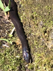 Atractus occidentalis