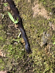 Atractus occidentalis