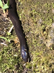 Atractus occidentalis