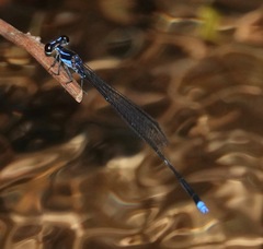 Prodasineura laidlawii