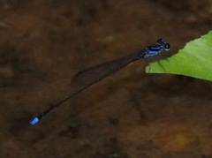 Prodasineura laidlawii