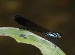 Heliocypha biforata